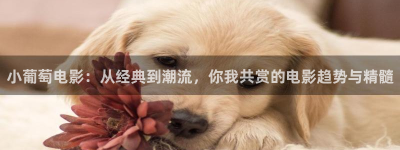 茄子视频一：小葡萄电影：从经典到潮流，你我共赏的电影趋势与精髓