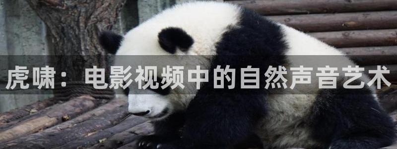 91茄子视频：虎啸：电影视频中的自然声音艺术