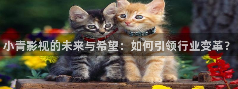 茄子视频qz